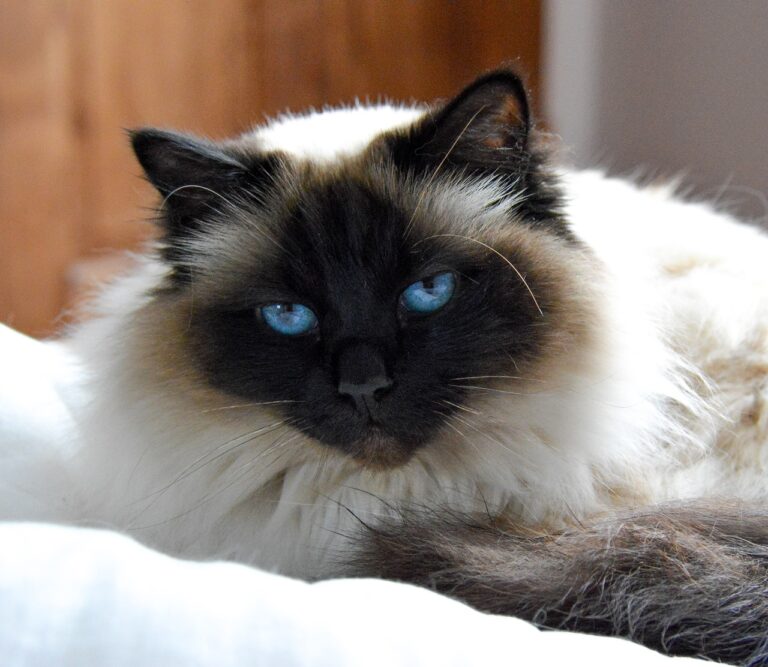 8 of the Cutest Long-Haired Fluffy Felines