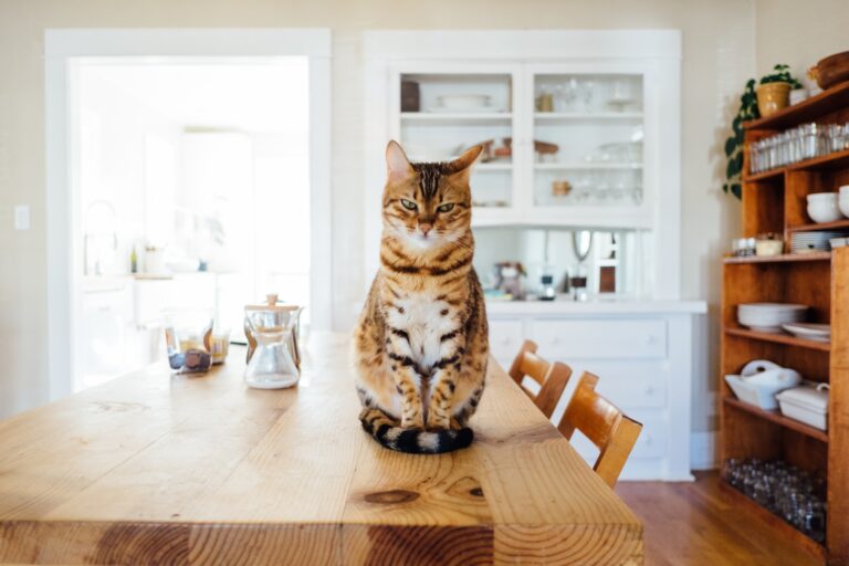 9 Human Foods that are Great For Cats 