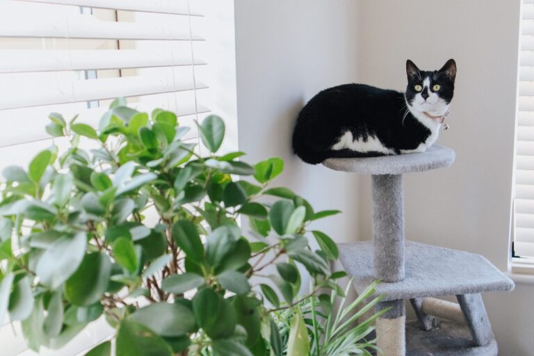 10 Ways to Pet-Proof Your Home For Cat owners