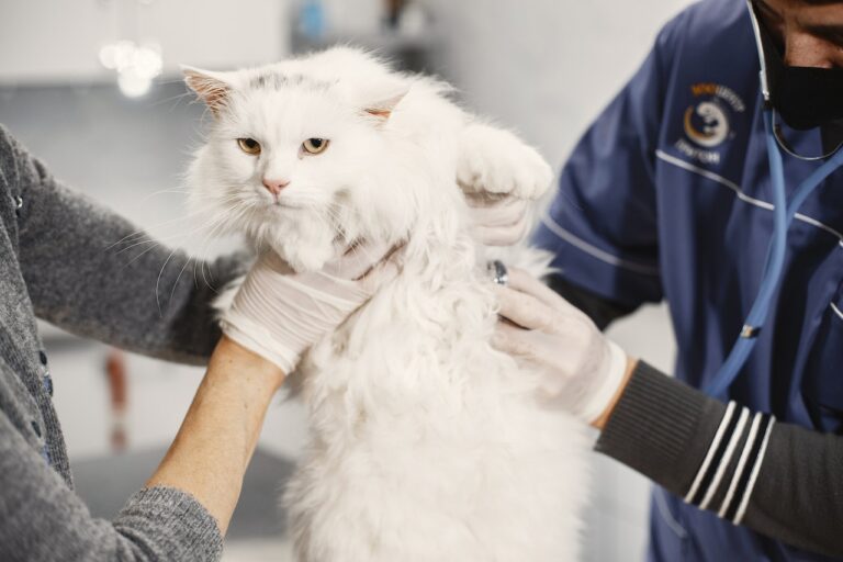 7 Preventive Care Measures for a Happy & Healthy Cat