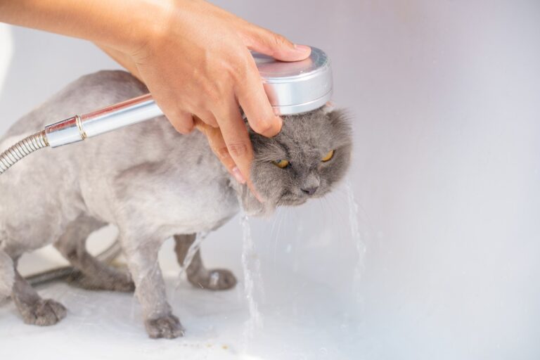 5 Best Grooming Practices For Feline Furparents