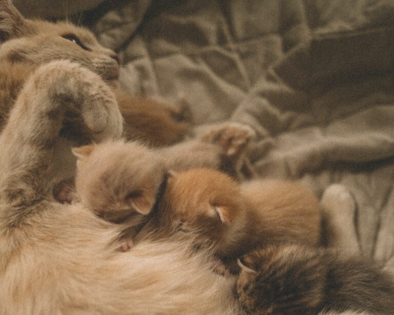 7 Ways to Help Momma Cat Prepare For Her New Kittens